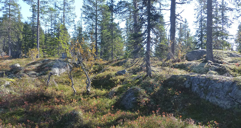 På en av kollene på tur inn
