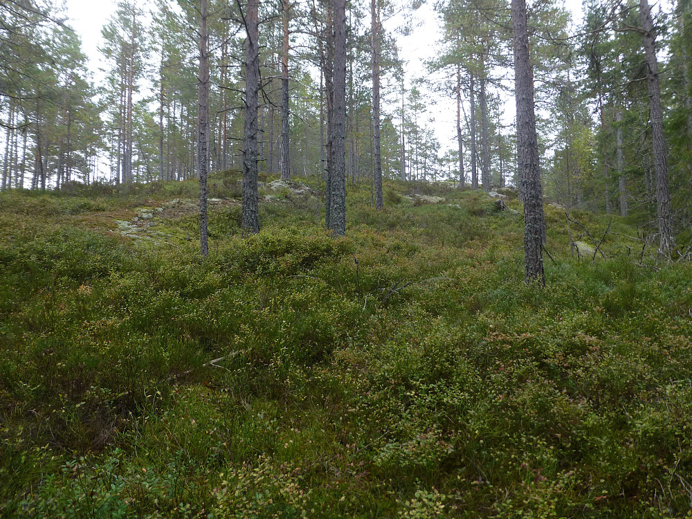 Skogsterreng med lyng hele lia opp