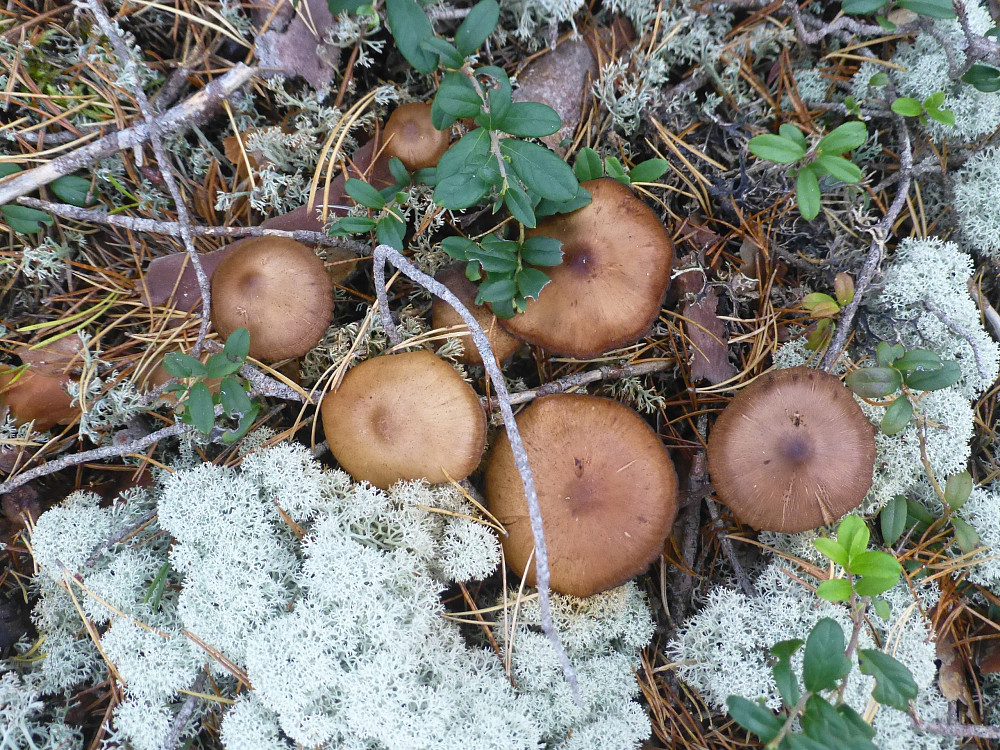 Mye sopp på øya og hjortelusfluer