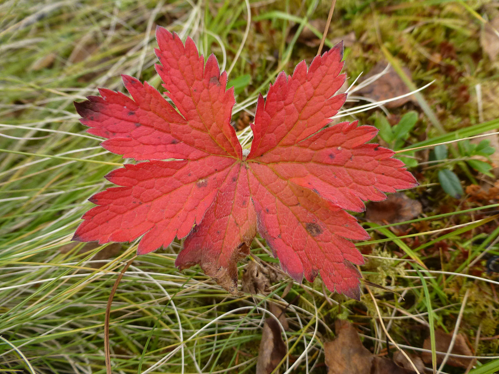 Lite farger i skog og fjell i år. Disse storknebbladene skilte seg ut.