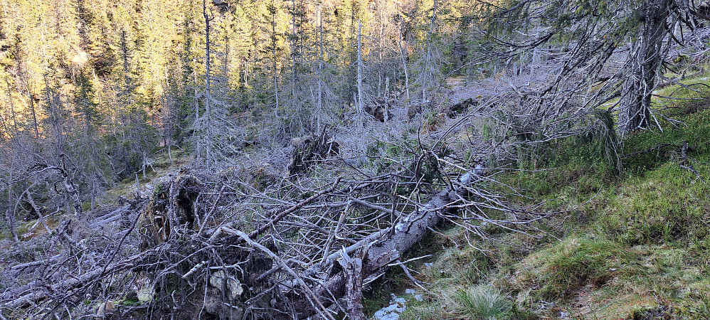 Stort område med vindfall vi måtte gå rundt