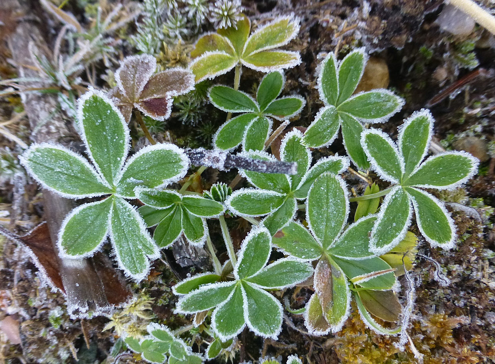 Frosne fjellmarikåpe