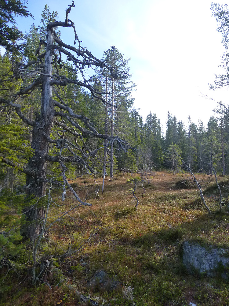 Her går stien i fin skog i myr