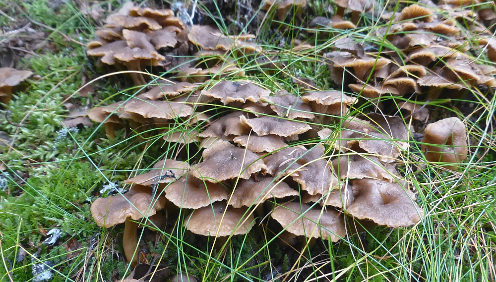 Flotte traktkantareller som fikk stå i dag