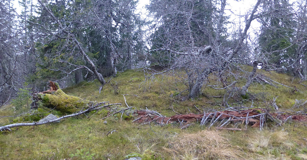 Skogsterrenget oppover