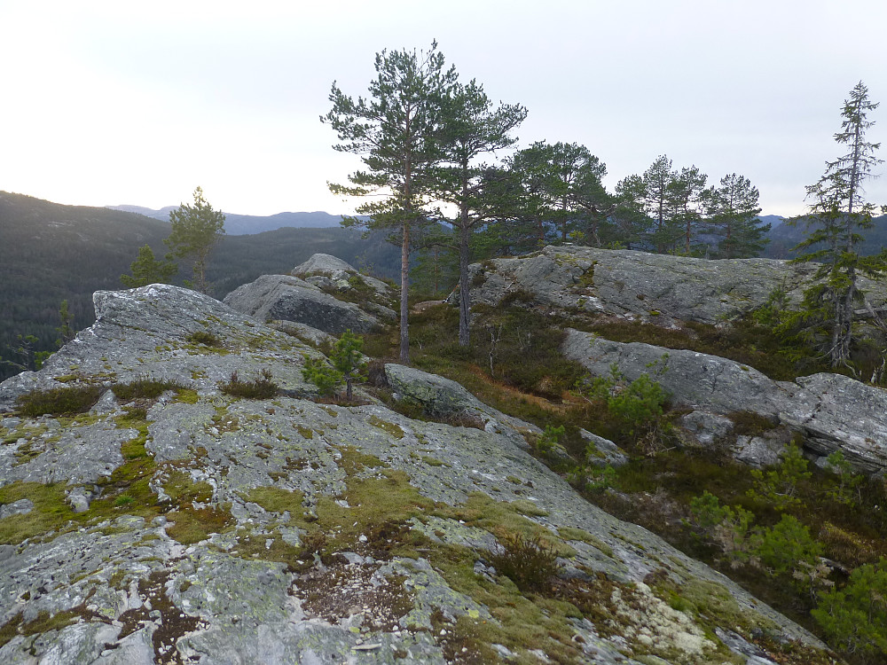 Toppområdet