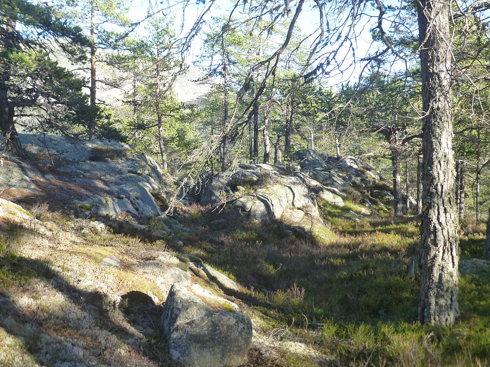 Fine rygger å gå på opp lia