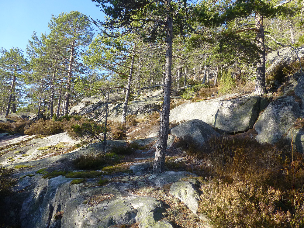 Hyllene oppover mot toppen