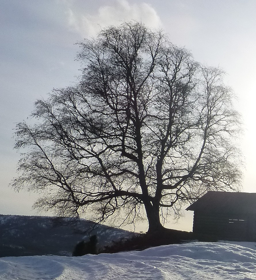 Tuntreet på Kodde