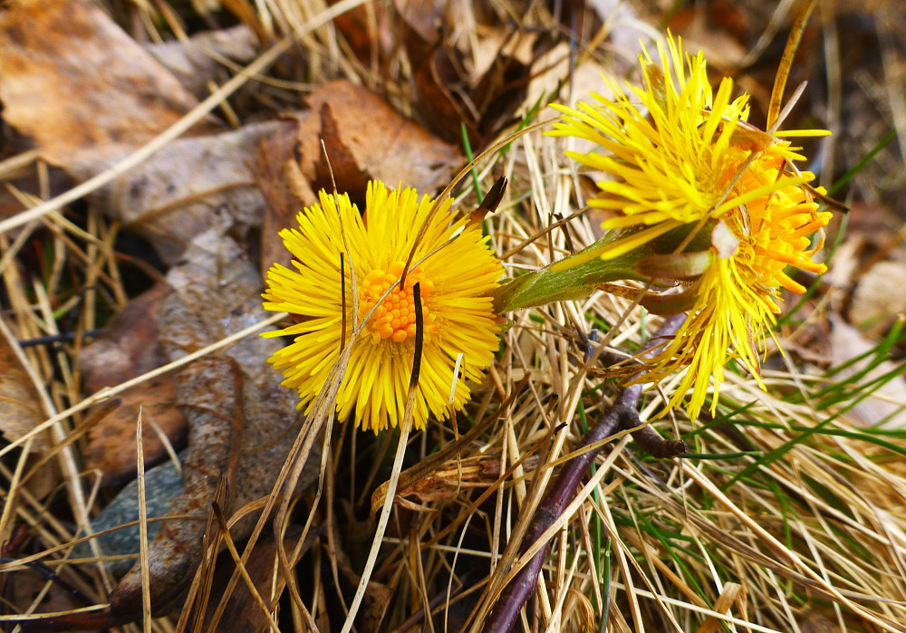 Hestehov i blomst