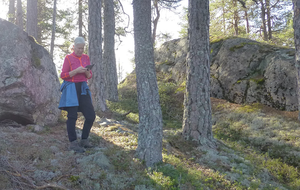 På tur i glissen furuskog, viktig å følge med på kartet hvor vi er så vi finner rett oppgang