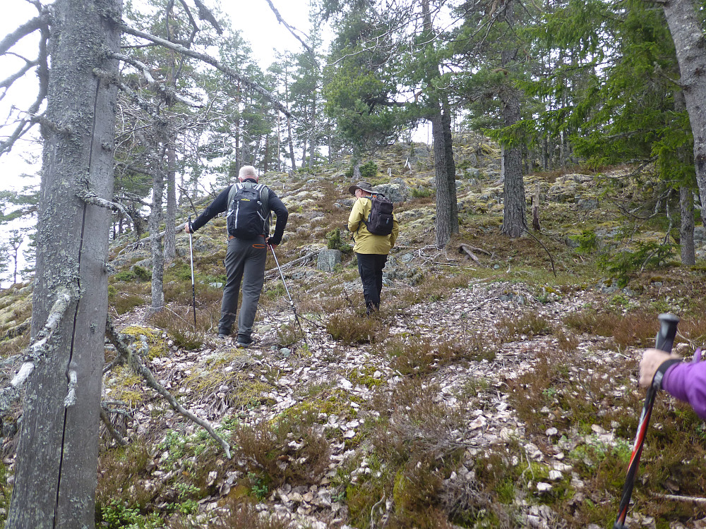 Glissen furuskog oppover