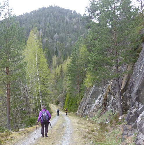Skogsbilvegen tilbake til bilen med toppen i bakgrunn.