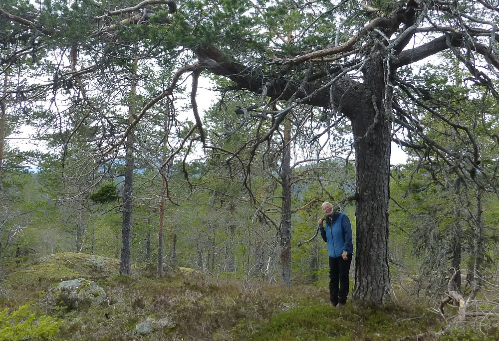 Utrolig mange flotte furuer. Noen har fått skavanker som de bærer preg av. Noen har falt og laget de merkeligste formasjoner. Bare å bruke fantasien her.