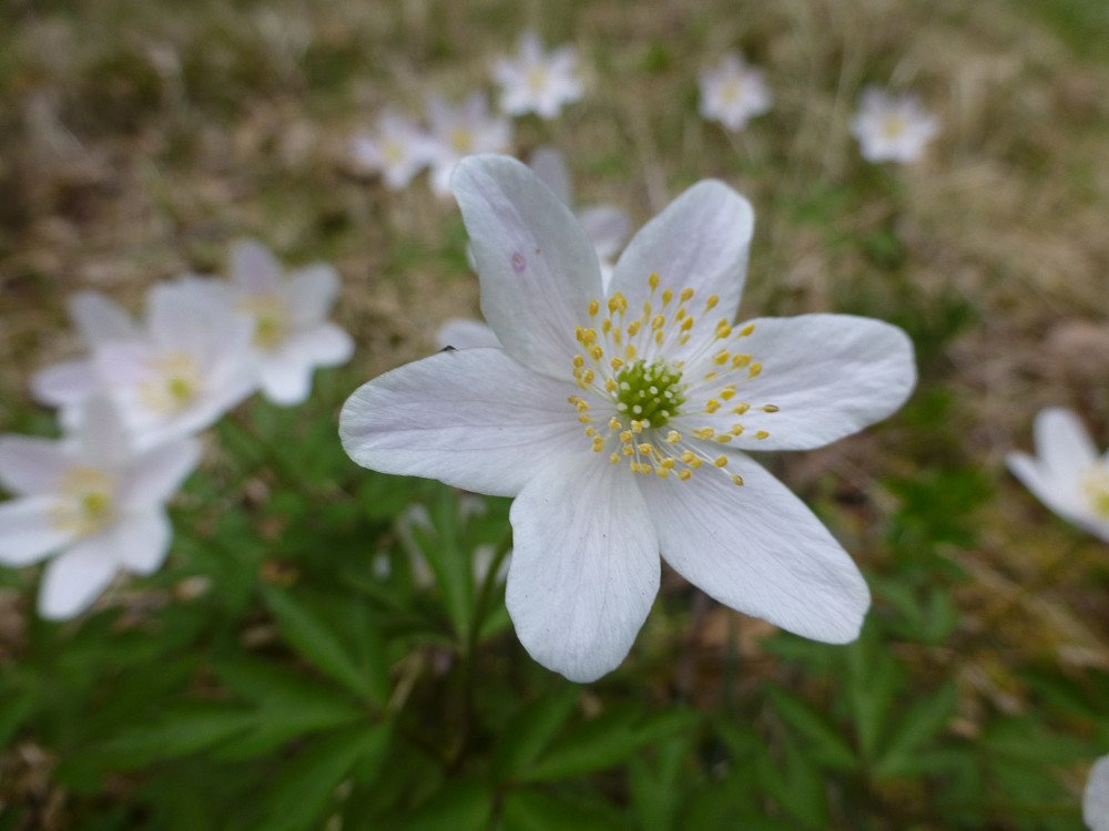 Hvitveisen i full blomst flere steder på turen