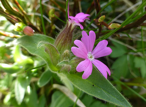 Rød jonsokblom i blomst allerede