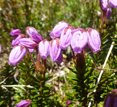 Blålyngen blomstret fint