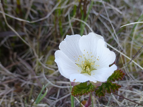 Lite molteblomster å se i år, men her var en av få vi så