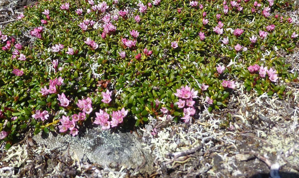 Greplyngen blomstrert fint på toppområdet, litt tørt