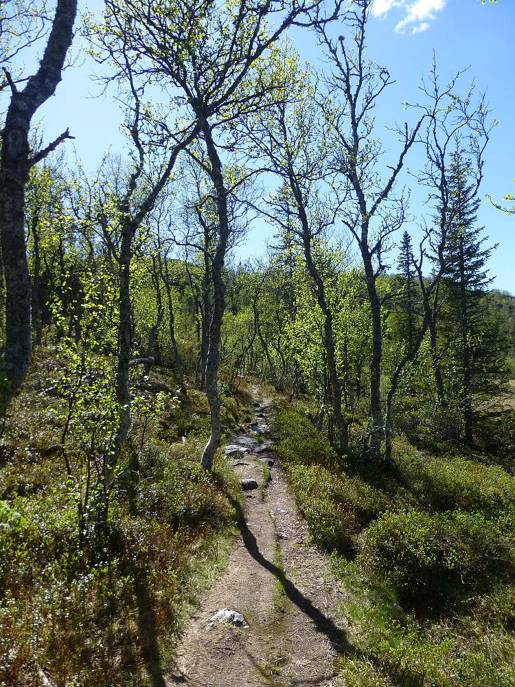 Sti igjennom fjellbjørkskogen