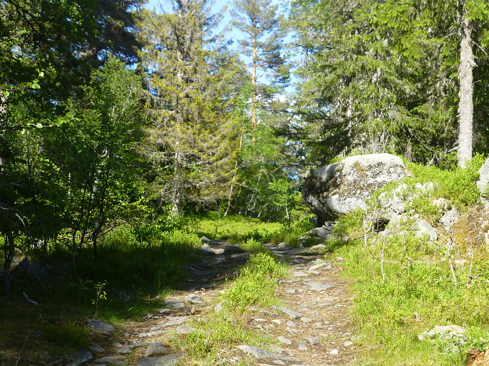 Stien/traktorvegen rett før jeg tar av til høyre mot Gjeskofjellet.