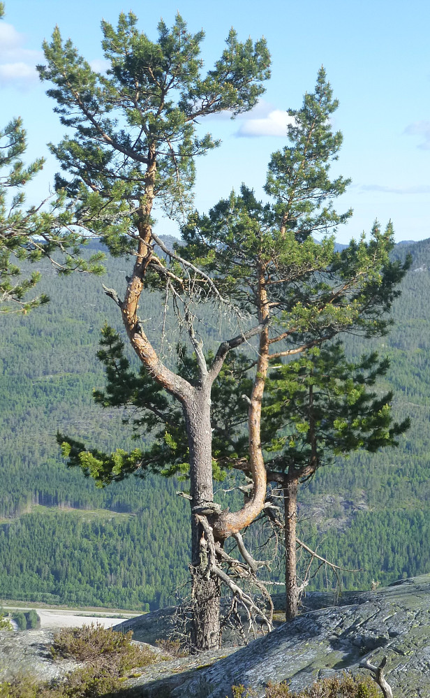 Mange flotte tre her oppe og her var et av dem