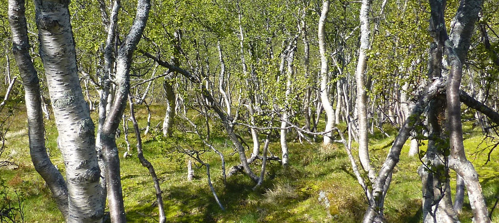 Fjellbjørkskogen
