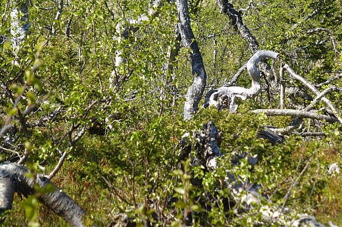 Tretrane i skogen