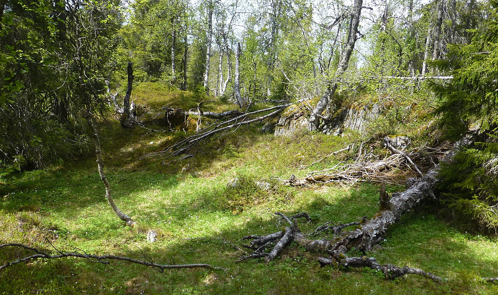 På tur ned lia i god skogbunn
