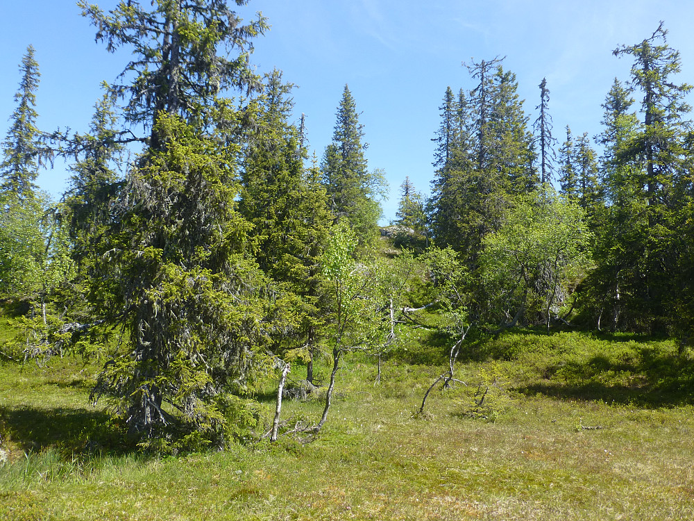 Lettgått skogsområde med lyng og myr