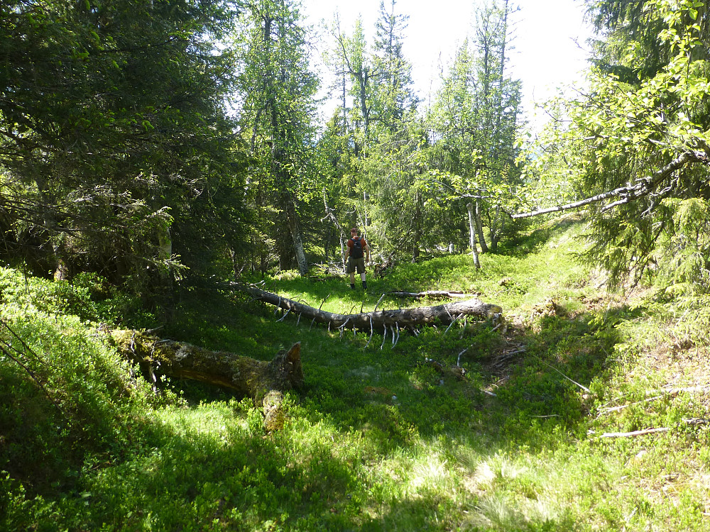 Fint å trave rundt i gammel skog