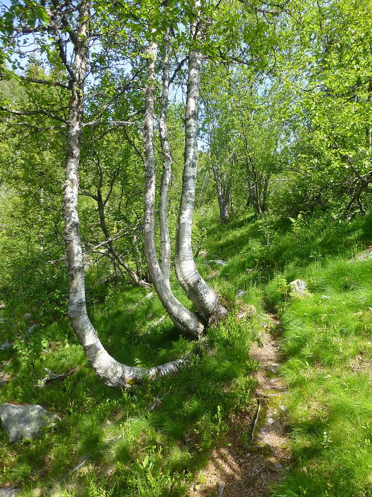 Fin sti oppover, først i granskog så fjellbjørk
