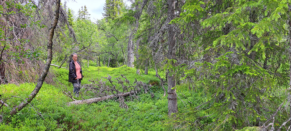 Fin gammelskog med blåbær