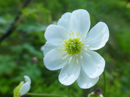 Hvitsoleie