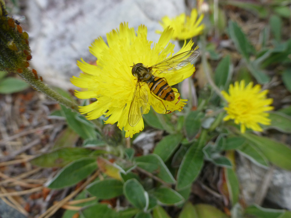 Sveve med dobbeltbåndet blomsterflue