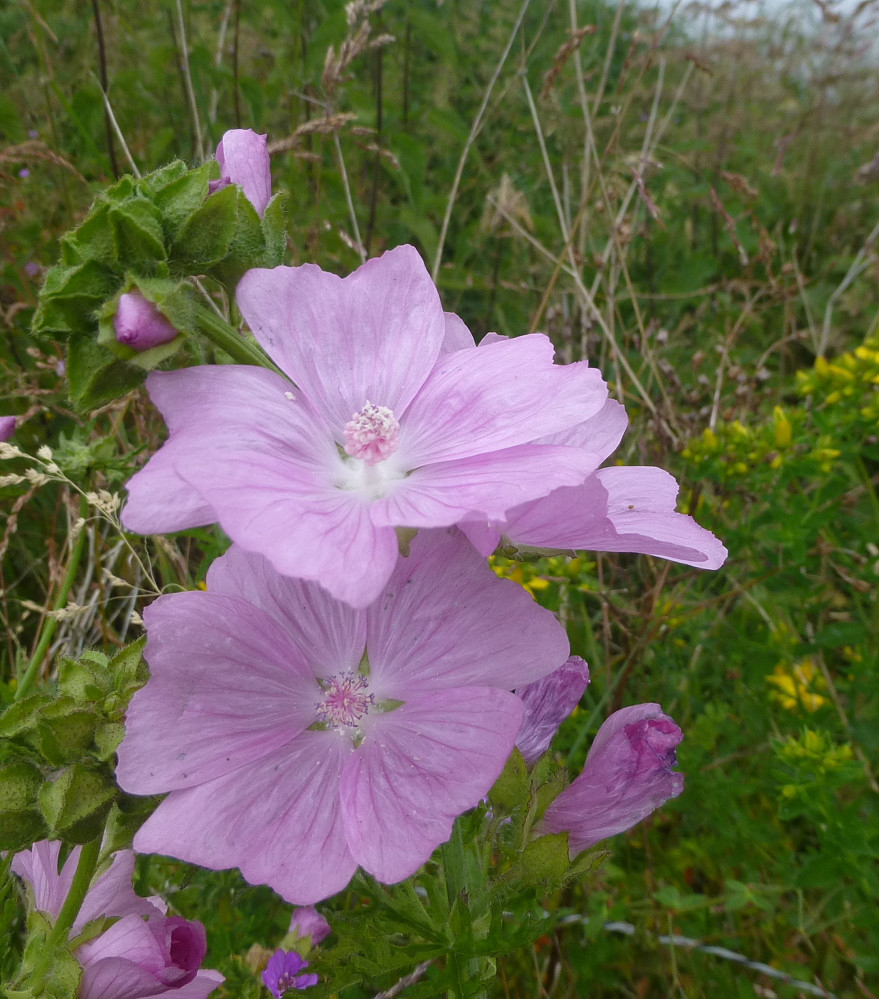 Moskuskattost i blomst