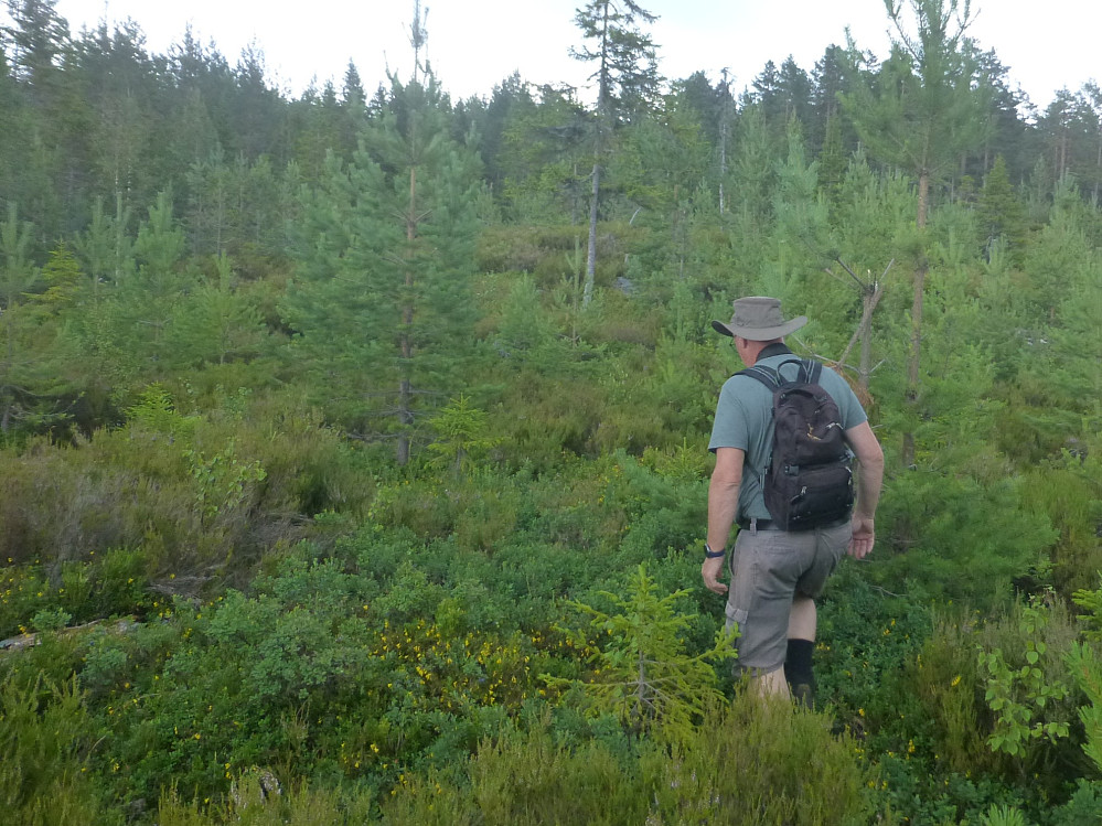 Gammelt hogstfelt med mye lyng
