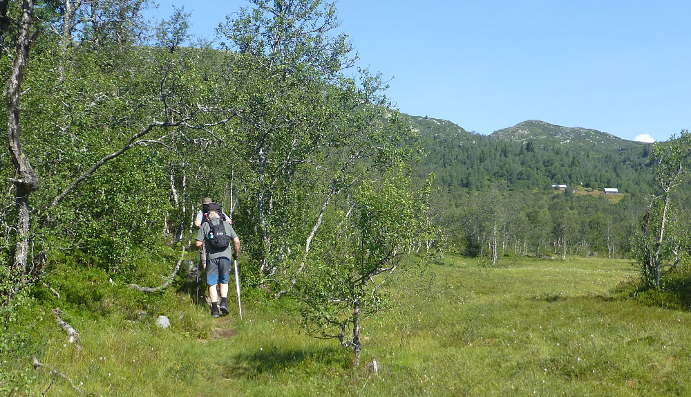 Tydelig sti i bjørkeskogen