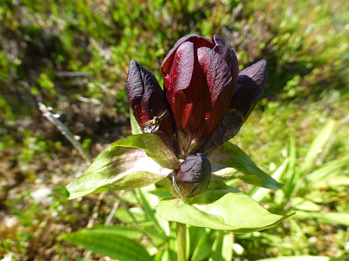 Søterot