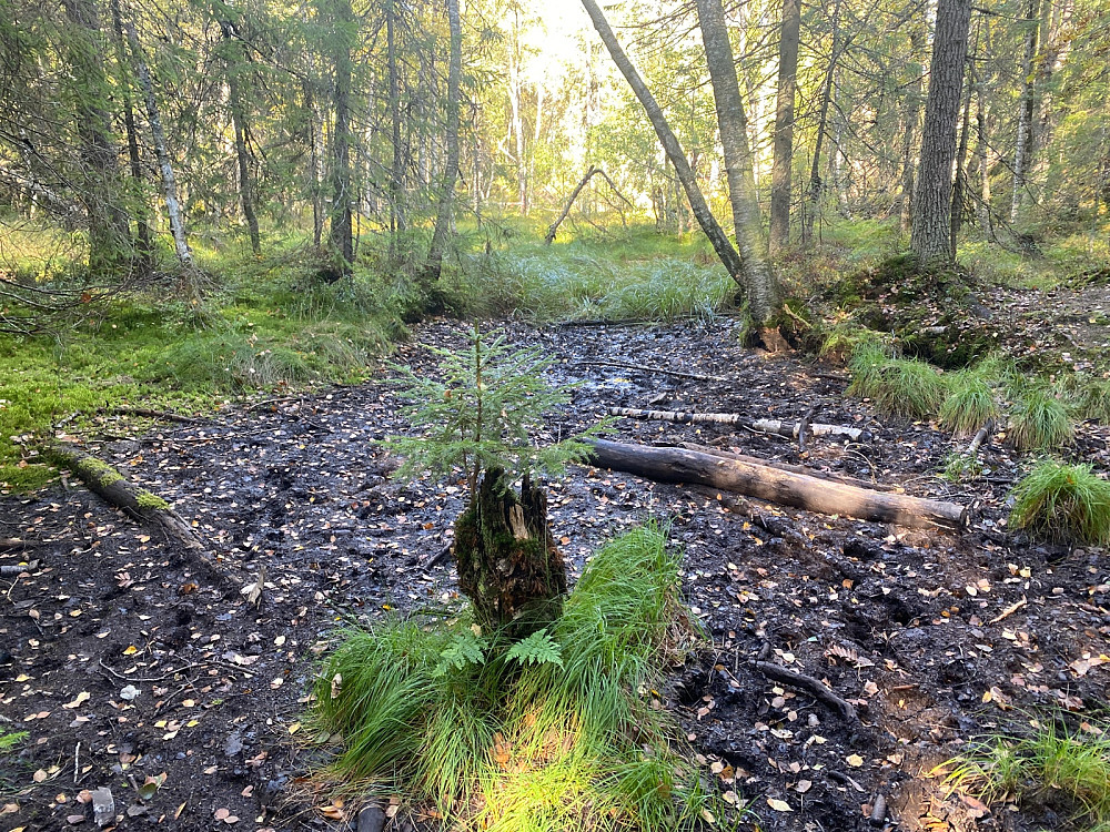 Tørt i skogen!