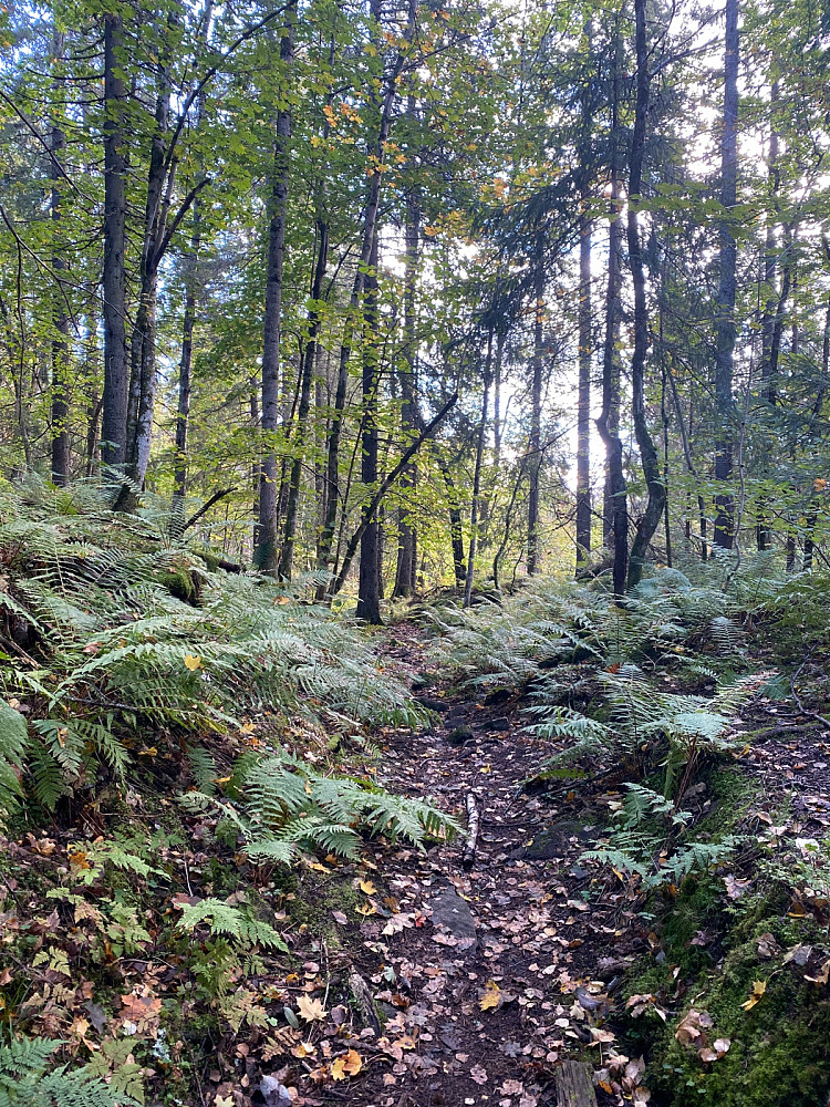 Lille Amazonas