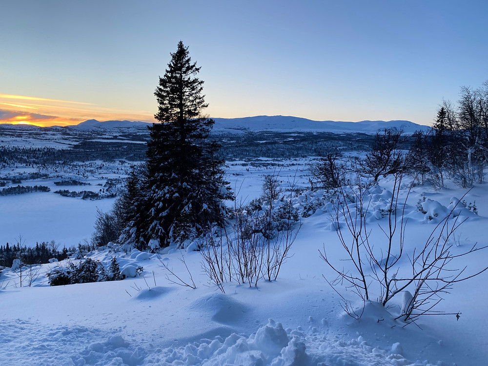 Grønsennknippa i solnedgang 1.1.23.