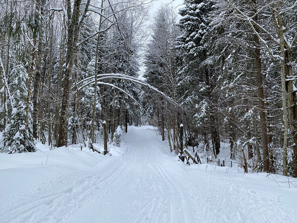 Nydelig i skogen