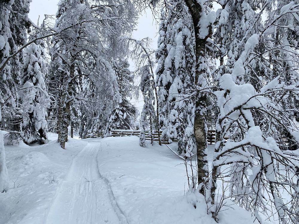 Veldig vakkert i skogen
