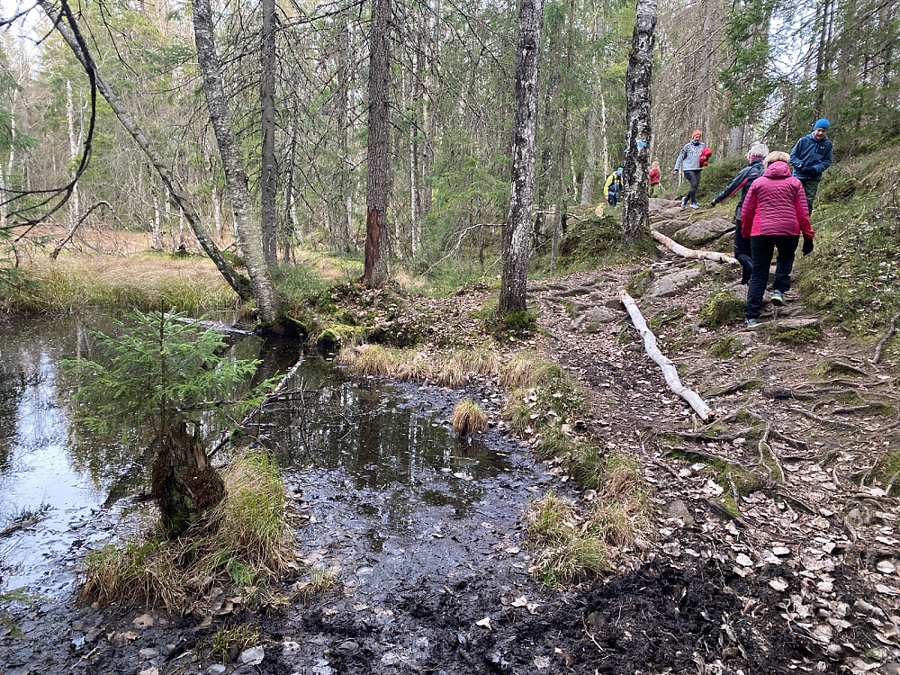 Treet ved tjernet