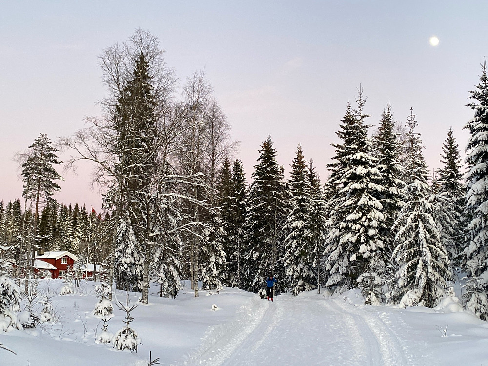 Furuholmen og måneskinn