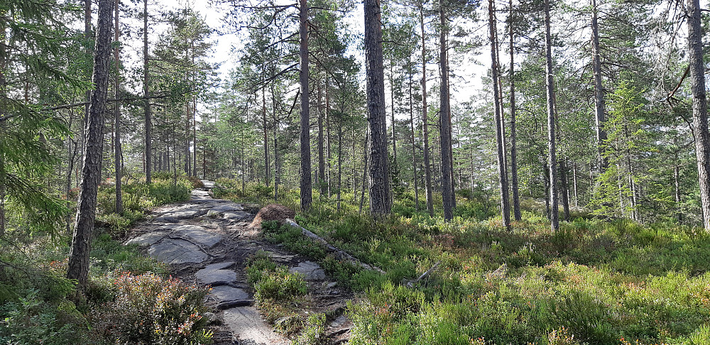 Skogsterreng i Østmarka. Mye variert natur gjennom turen.
