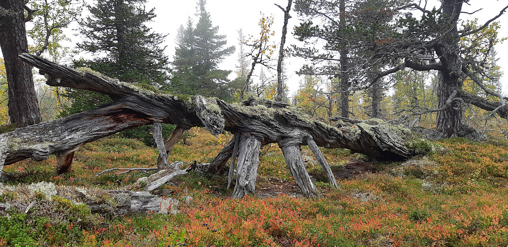 Hvor lenge har denne ligget her? Hva har den opplevd? Gammel skog i fjellterreng i Nore og Uvdal.