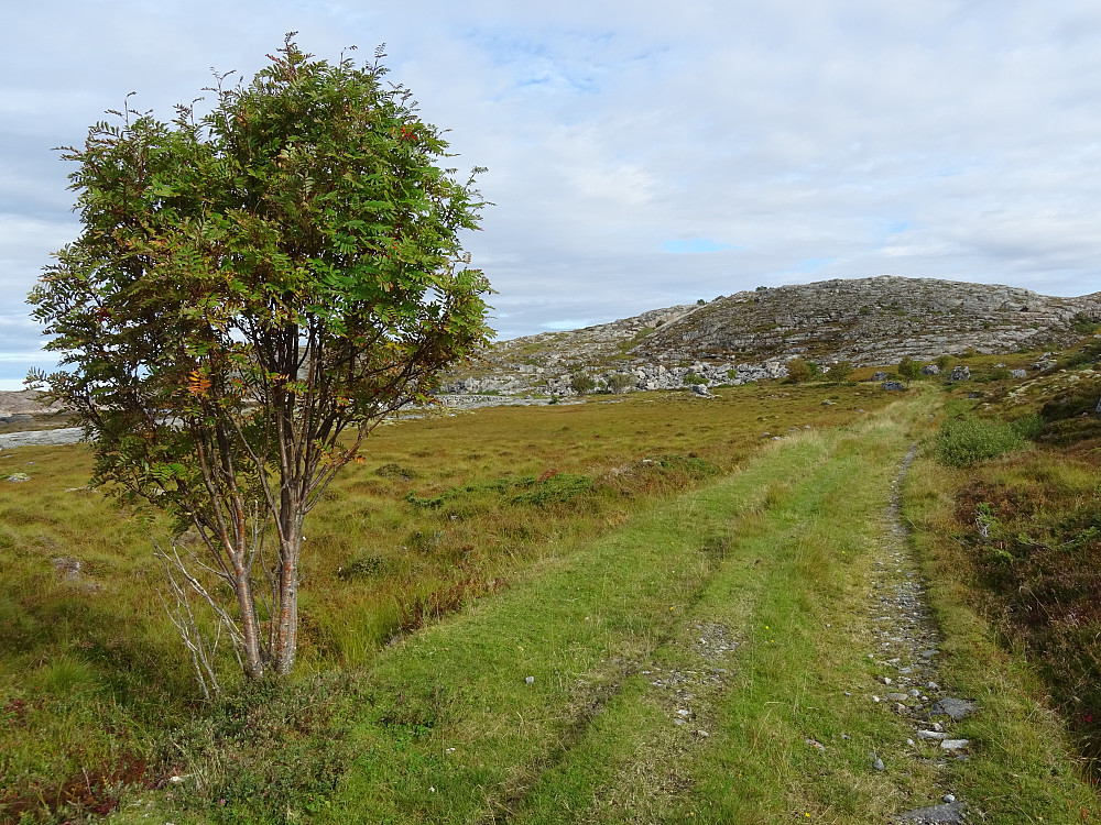 Flott gressvei på Hepsøya