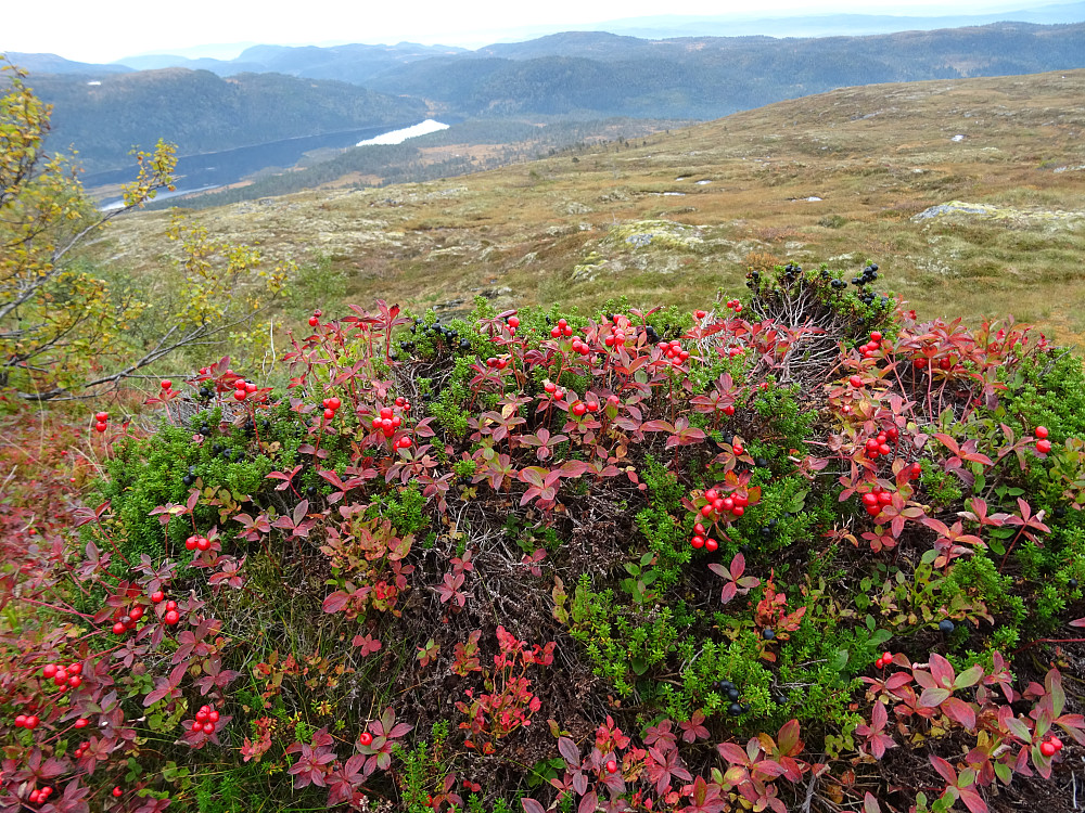 Utsikt fra Jamtfjellet